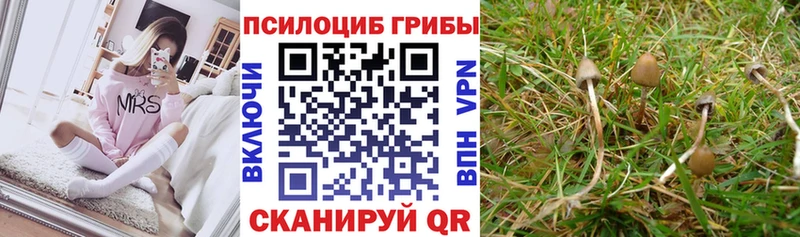 кракен зеркало  где купить   Тихорецк  Псилоцибиновые грибы GOLDEN TEACHER 