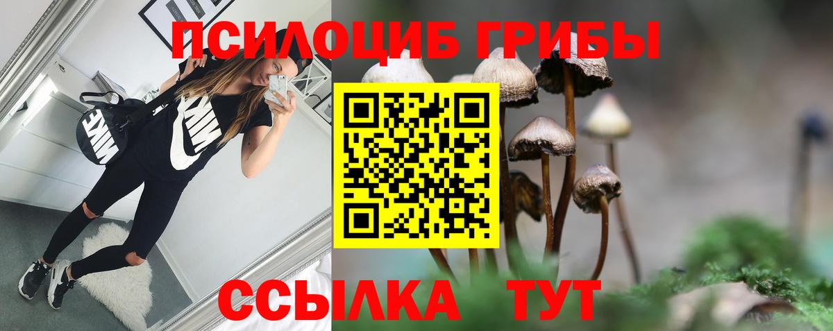 Галлюциногенные грибы Psilocybe Тихорецк